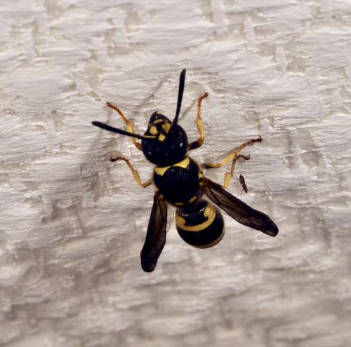 Réf. 290 581 : Ancistrocerus sp.