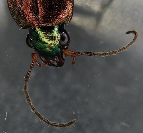 Chlaenius tibialis