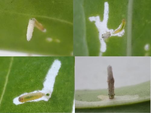 Coleophora saponariella