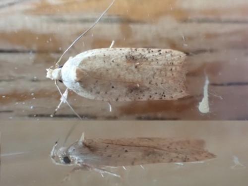 Agonopterix nervosa