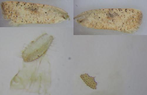 Agonopterix nervosa
