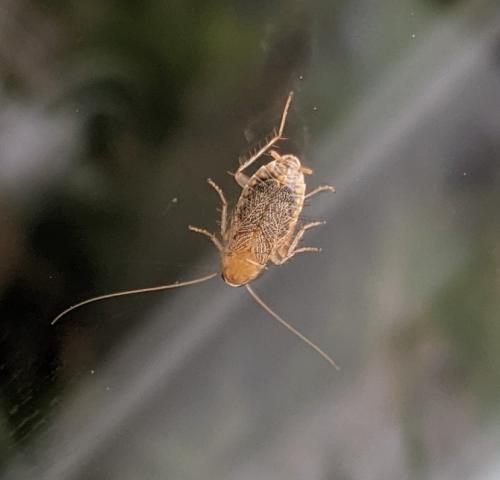 Réf. 290 389 : Planuncus vinzi
