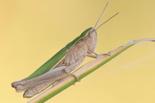 Chorthippus dorsatus dorsatus