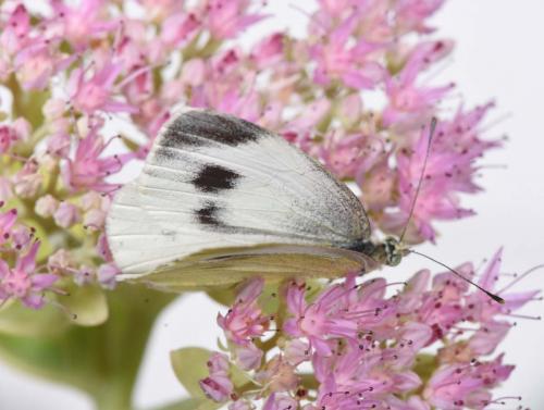 Réf. 290 300 : Pieris mannii