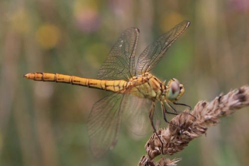 Réf. 290 097 : Sympetrum meridionale