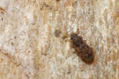 Synchita undata