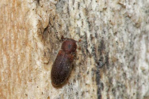 Synchita sp.