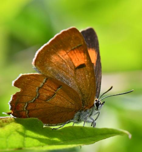 Thecla betulae