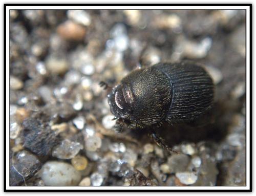 Réf. 290 421 : Onthophagus sp.