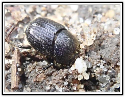 Réf. 290 422 : Onthophagus sp.
