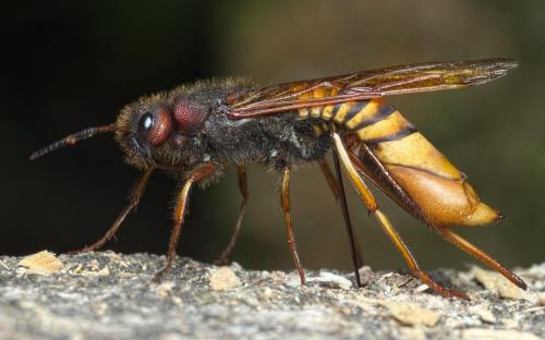 Tremex fuscicornis