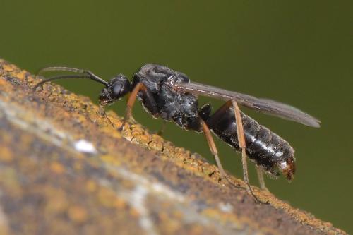 Réf. 290 151 : Formica sp.