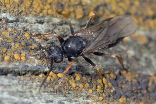 Réf. 290 152 : Formica sp.