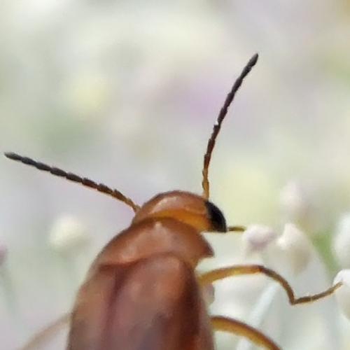 Mordellistena sp.