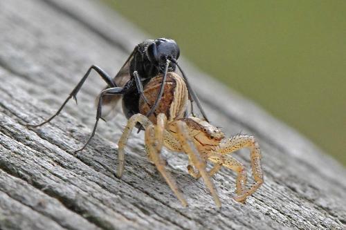 Réf. 290 128 : Dipogon sp.