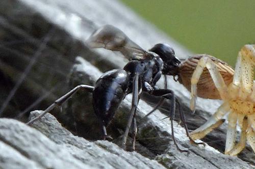 Réf. 290 127 : Dipogon sp.