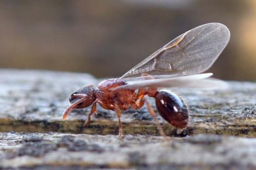 Réf. 290 004 : Myrmica sp.