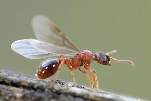 Réf. 290 017 : Myrmica sp.