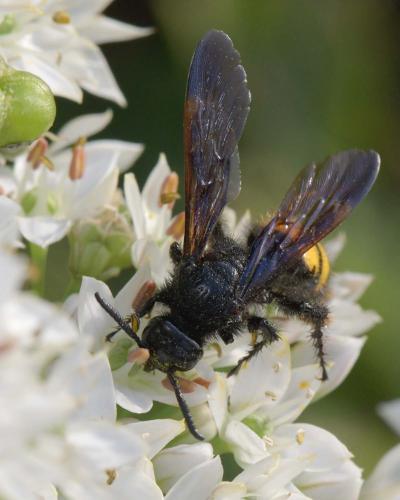 Réf. 290 233 : Scolia hirta