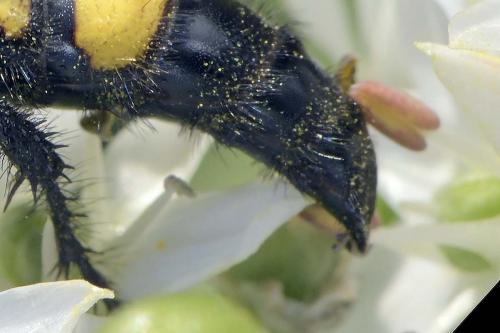Scolia hirta