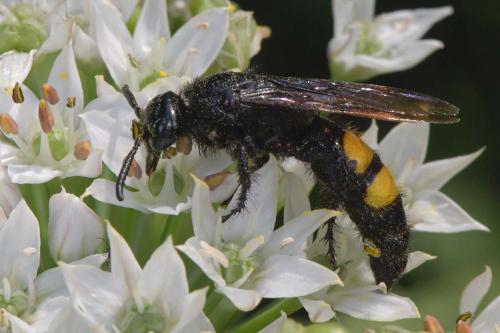 Réf. 290 234 : Scolia hirta