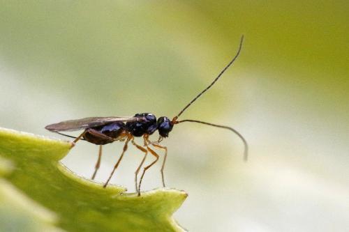 Réf. 290 490 : Alysiinae inconnu