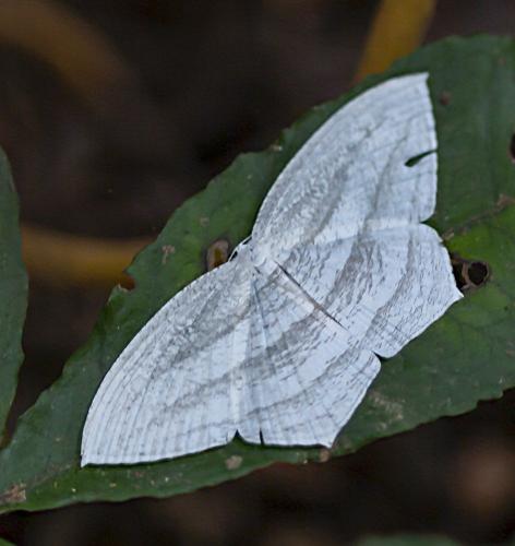Acropteris leptaliata