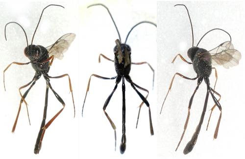 Anomalon cruentatum