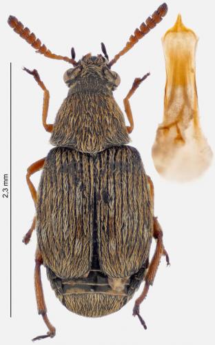 Bruchidius seminarius