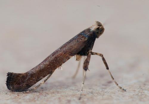 Caloptilia semifascia