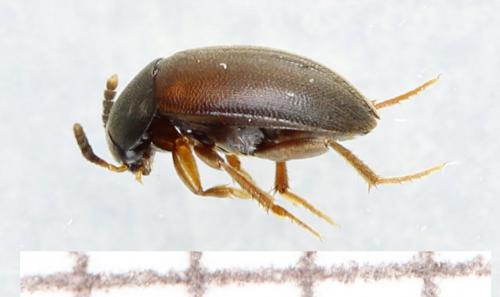 Réf. 290 482 : Cholevinae inconnu