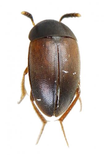 Réf. 290 483 : Cholevinae inconnu