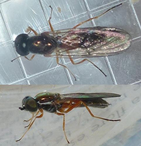 Sargus bipunctatus
