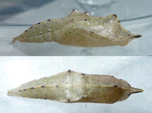 Réf. 290 529 : Pieris rapae