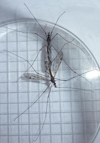 Tipula confusa