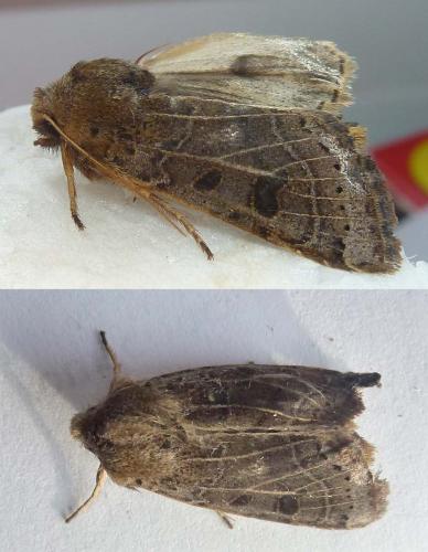 Agrochola lunosa