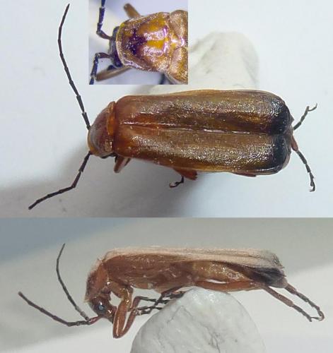 Réf. 290 211 : Rhagonycha fulva