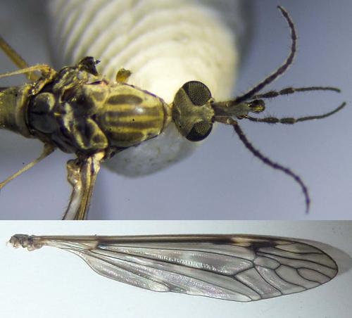 Réf. 290 617 : Tipula confusa
