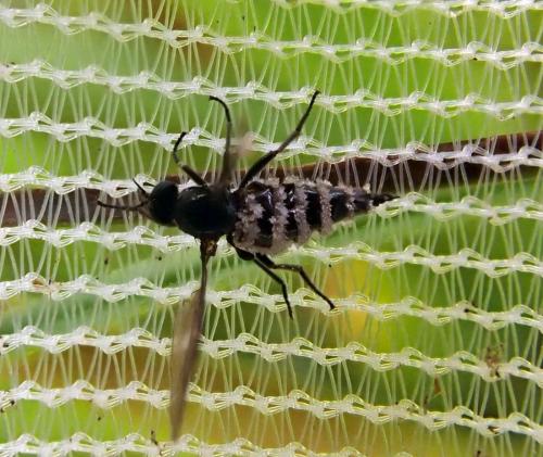 Hilara sp.