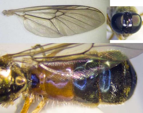 Sargus bipunctatus