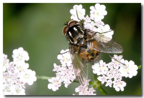 Réf. 290 837 : Graphomya maculata