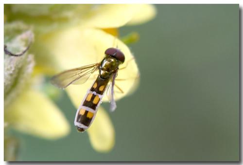 Melanostoma mellinum