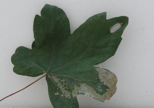 Caloptilia semifascia