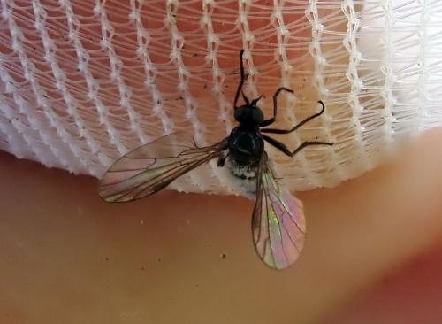 Hilara sp.