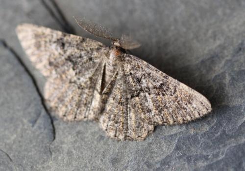 Selidosema taeniolaria