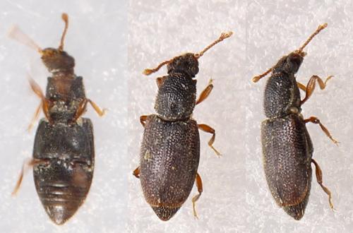 Monotoma picipes