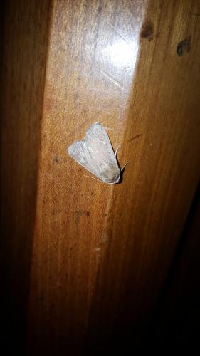 Xestia xanthographa
