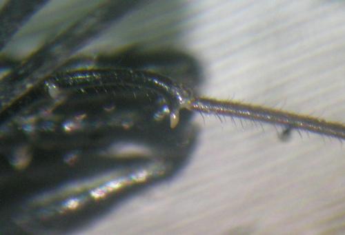 Ischyropsalis dentipalpis