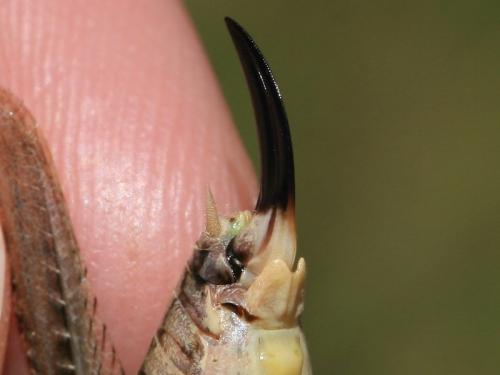 Réf. 290 873 : Platycleis albopunctata albopunctata