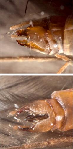 Réf. 290 462 : Tinodes waeneri